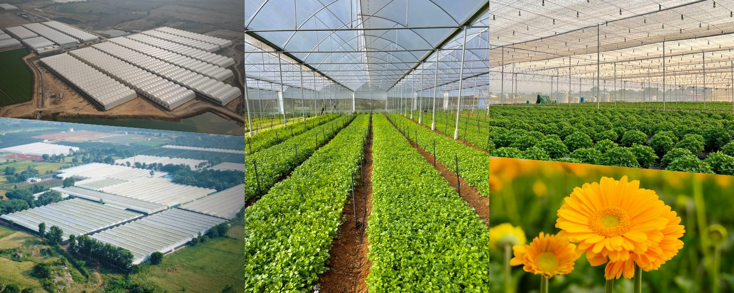 Polyhouse Farming