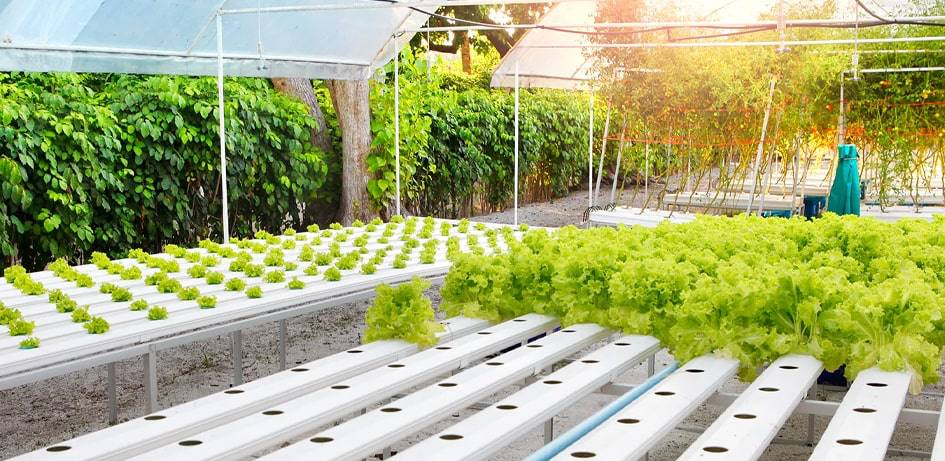 Aquaponics