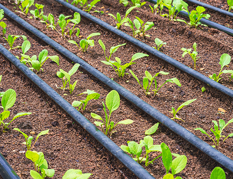 Drip Irrigation