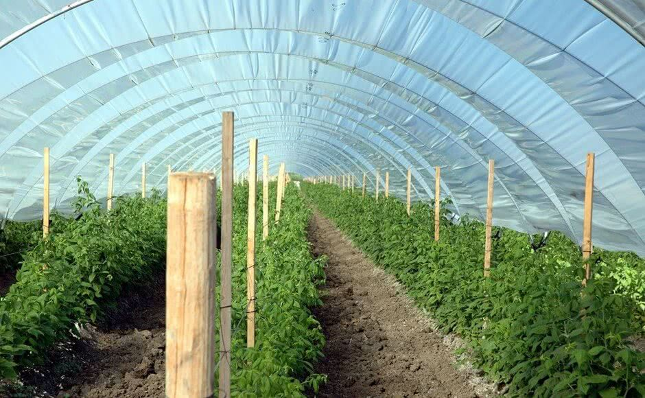 Aeroponics