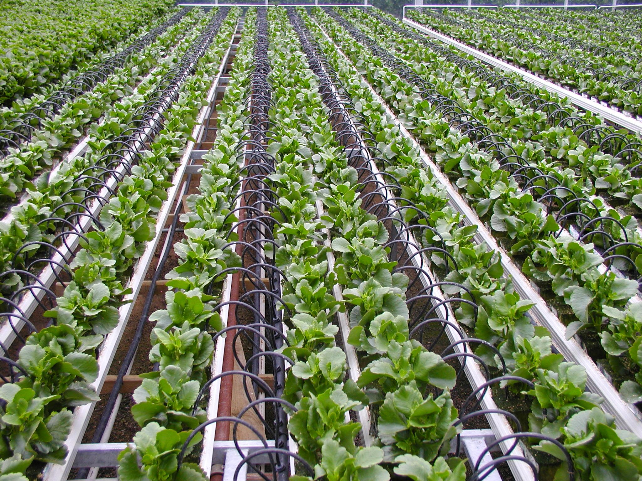 Vertical Farming